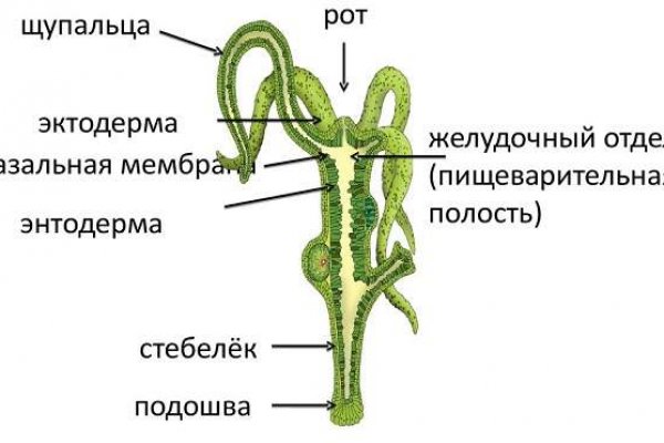 Какой кракен сейчас работает